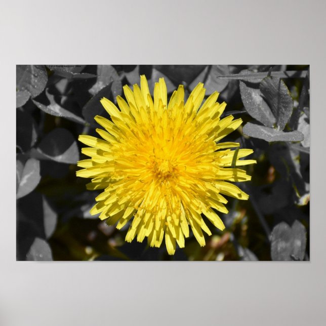 Póster Dandelion, (Frente)