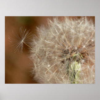 Póster Dandelion