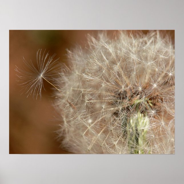 Póster Dandelion (Frente)