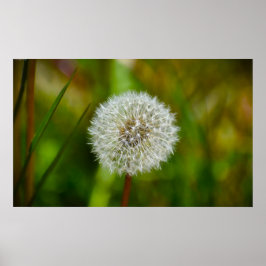 Póster Dandelion,
