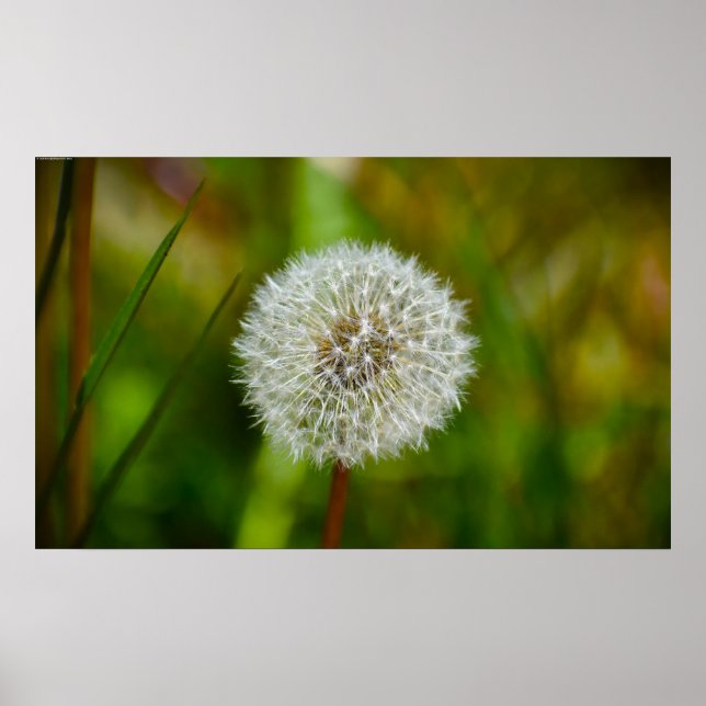 Póster Dandelion, (Frente)