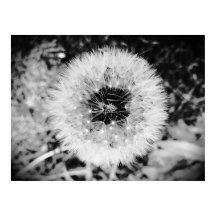 Dandelion,