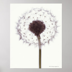 Póster Dandelion
