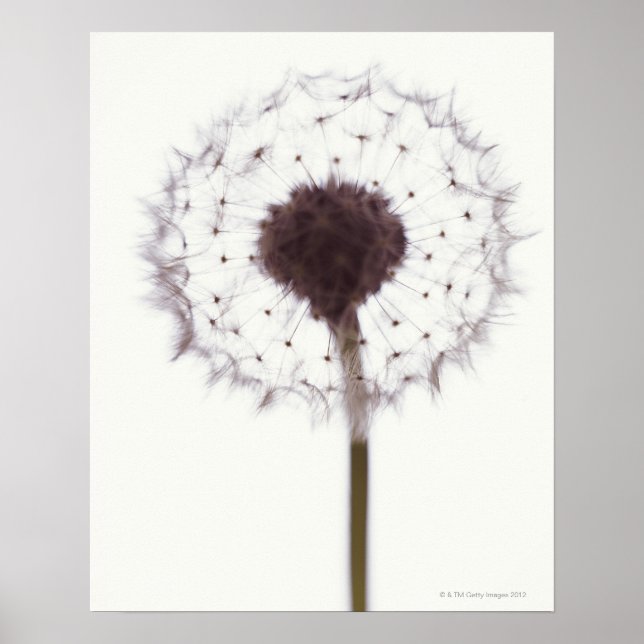 Póster Dandelion (Frente)