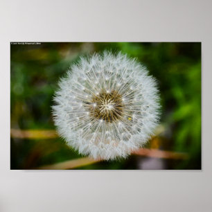 Póster Dandelion,