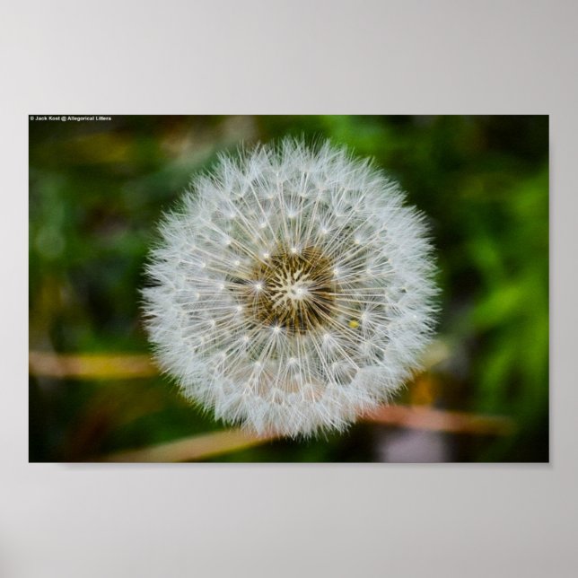Póster Dandelion, (Frente)