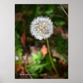 Póster Dandelion