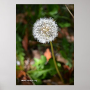 Póster Dandelion