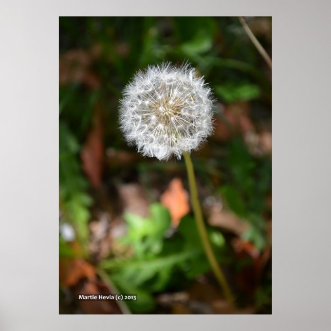 Póster Dandelion (Frente)