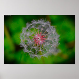 Póster Dandelion,