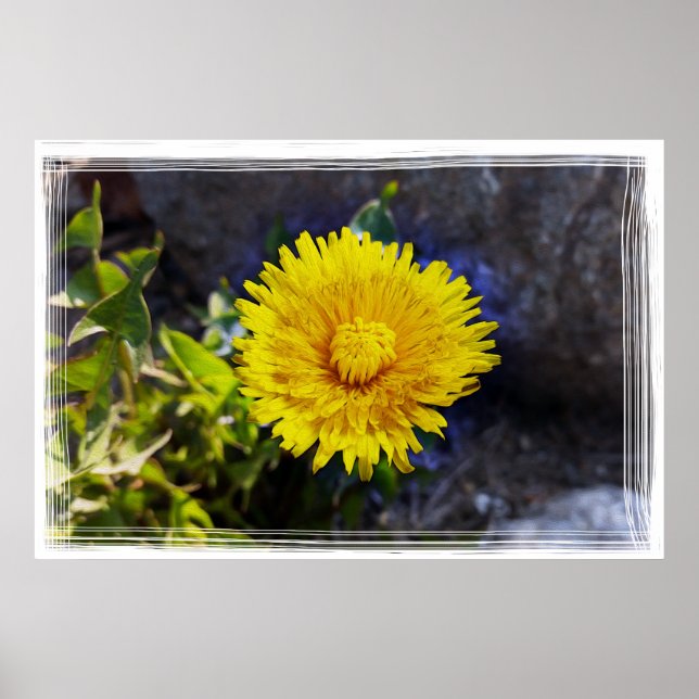 Póster Dandelion a la luz del sol (Frente)