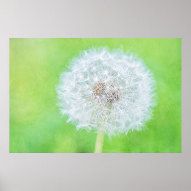 Póster Dandelion - Acabo De Despertar La Belleza (Frente)