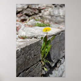 Póster Dandelion amarillo en primavera