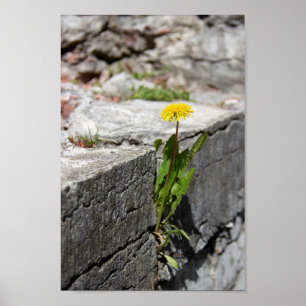 Póster Dandelion amarillo en primavera
