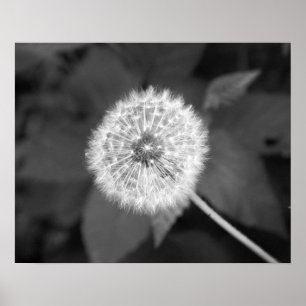 Póster Dandelion blanco y negro frente a hojas 16x20