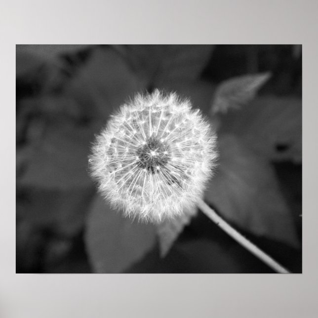 Póster Dandelion blanco y negro frente a hojas 16x20 (Frente)
