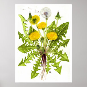 Póster Dandelion común — Sue Abonyi