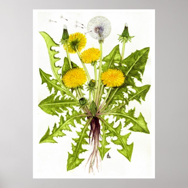 Póster Dandelion común — Sue Abonyi (Frente)