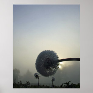 Póster Dandelion Dawn