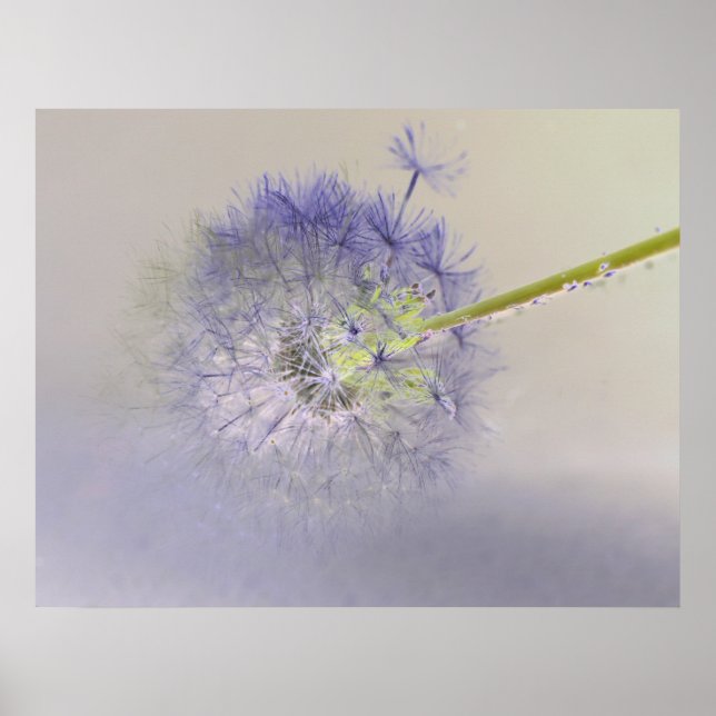 Póster Dandelion Dream (Frente)