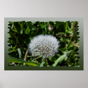 Póster Dandelion en el césped