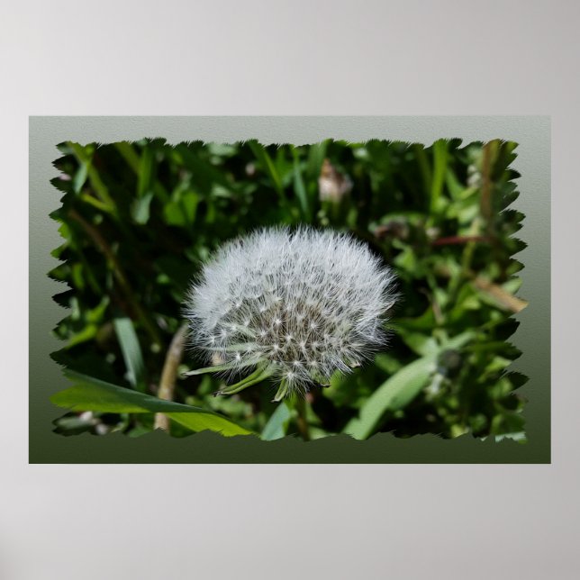 Póster Dandelion en el césped (Frente)