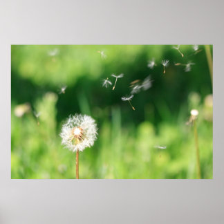 Póster Dandelion en el viento