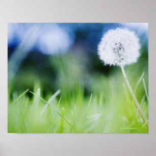 Póster Dandelion en la pradera