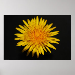 Póster Dandelion Flower wapcn