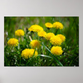 Póster Dandelion Flowers Dandelions Yellow Green