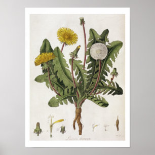 Póster Dandelion (grabado de colores)