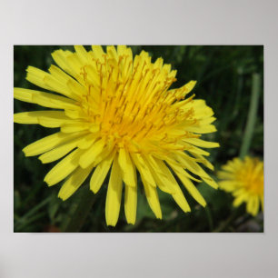 Póster Dandelion Macro Picture Poster