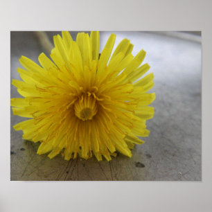 Póster Dandelion Macro Shot Poster