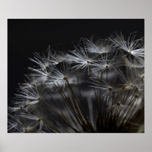 Póster Dandelion negro
