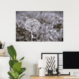 Póster Dandelion - Noir,