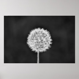 Póster Dandelion - Noir
