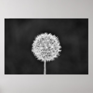 Póster Dandelion - Noir