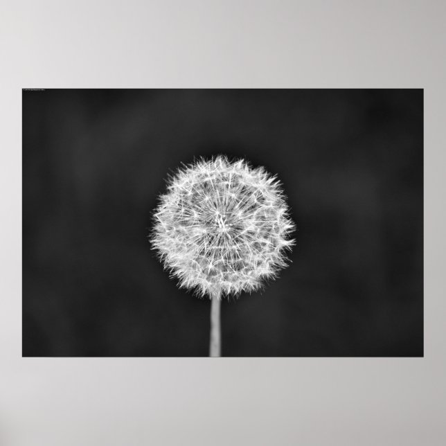 Póster Dandelion - Noir (Frente)