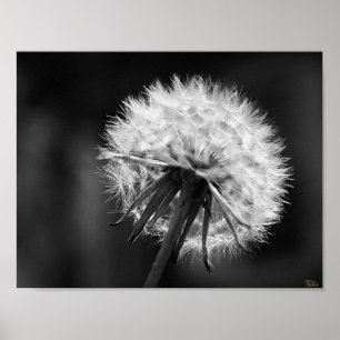 Póster Dandelion Poster
