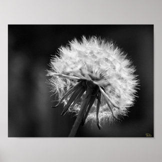 Póster Dandelion Poster