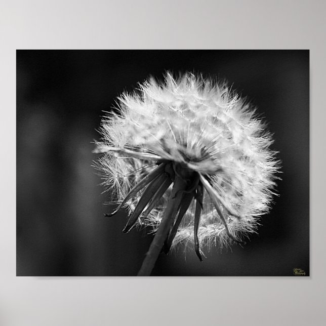 Póster Dandelion Poster (Frente)
