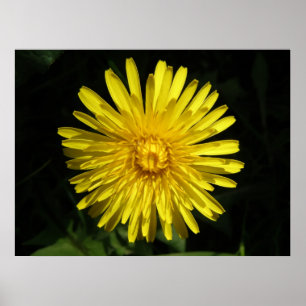 Póster Dandelion Poster
