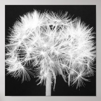 Póster Dandelion Poster