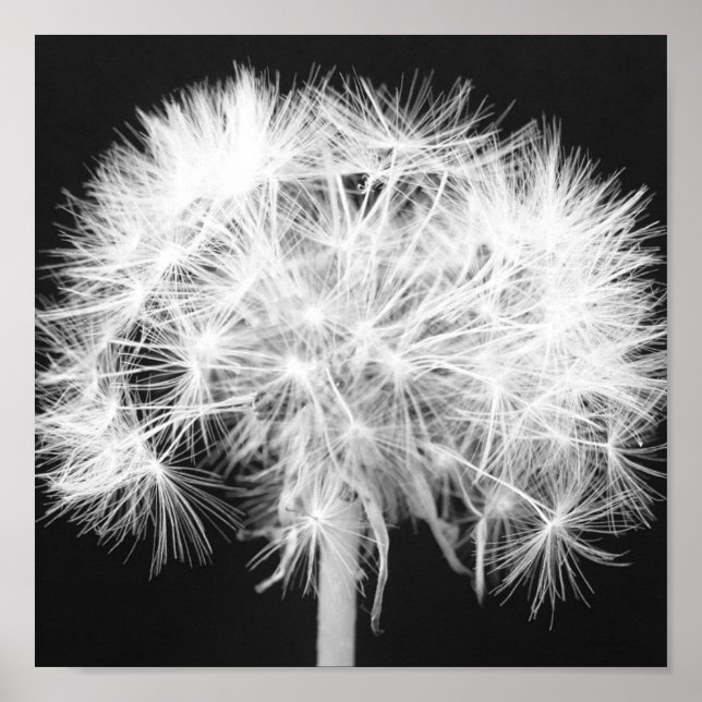 Póster Dandelion Poster (Frente)