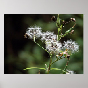 Póster Dandelion Poster