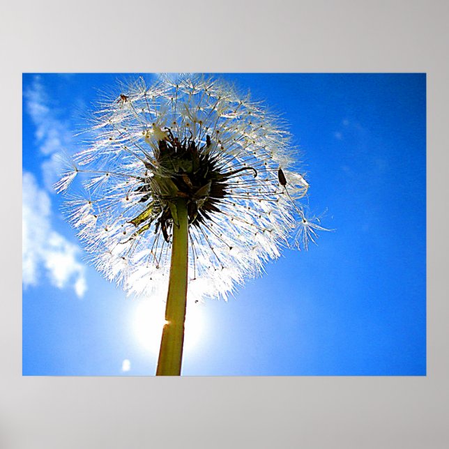 Póster Dandelion Poster (Frente)