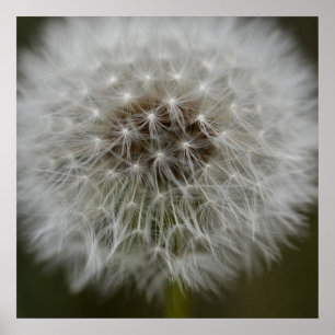 Póster Dandelion Puff Print