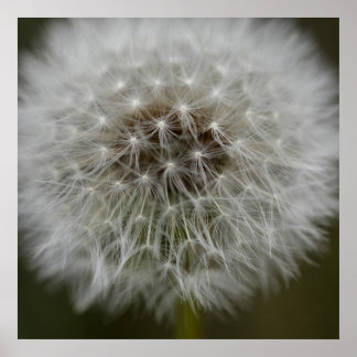 Póster Dandelion Puff Print