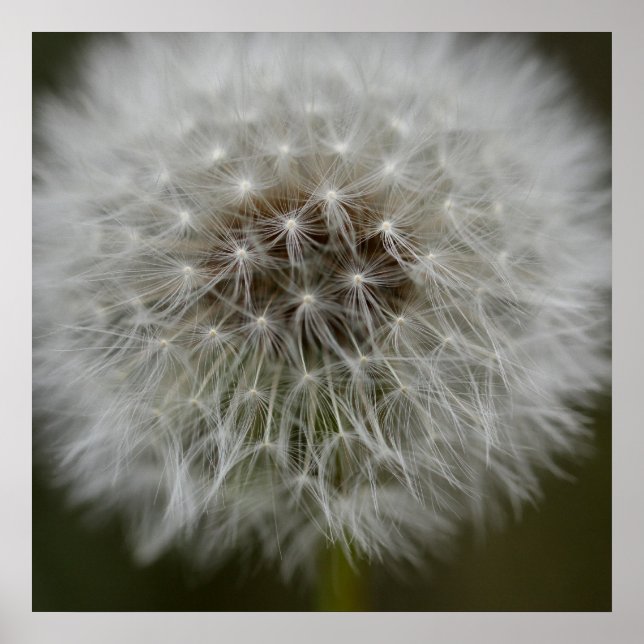 Póster Dandelion Puff Print (Frente)