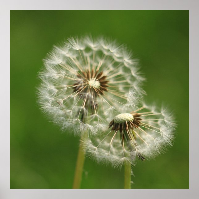 Póster Dandelion Puff Print (Frente)